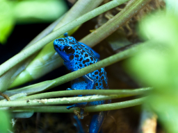 Blauer Pfeilgift-Frosch